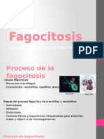 Fagocitosiss 1