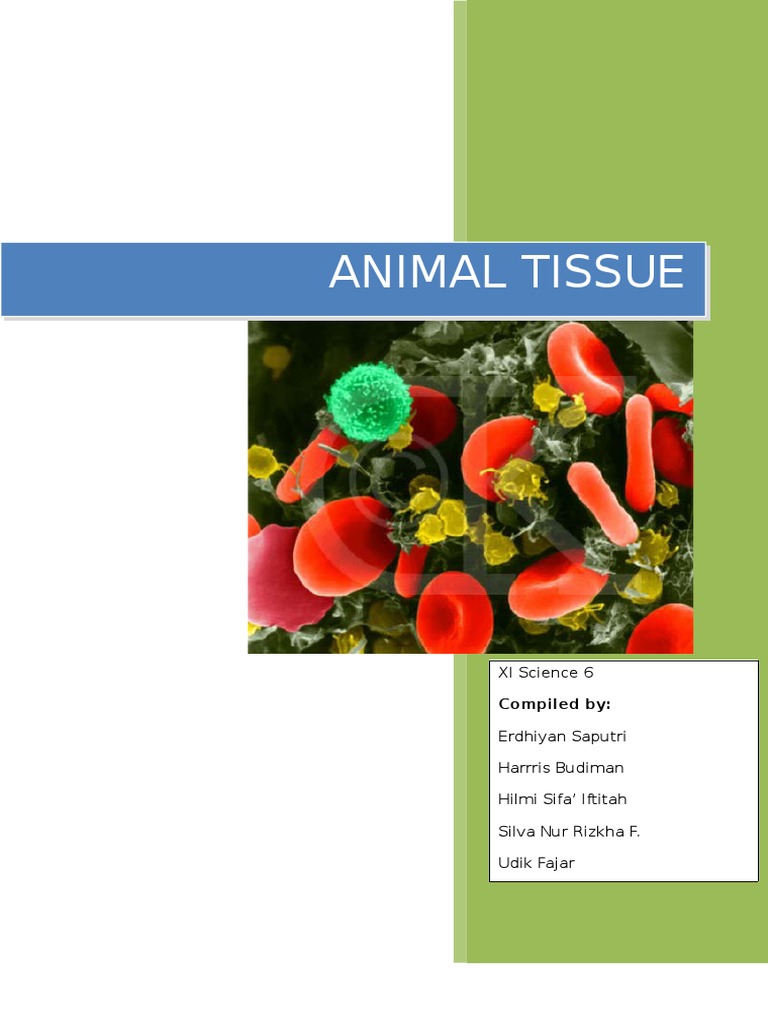 The Report of Animal Tissue Observation Result | PDF | Tissue (Biology ...