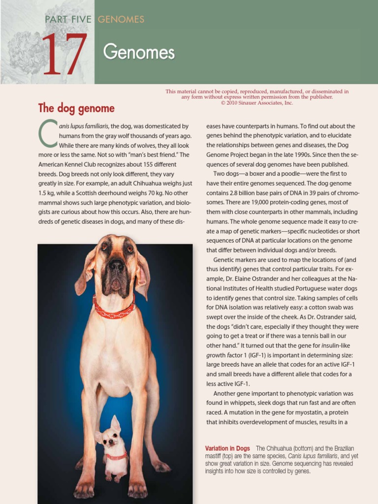 The Dog Genome Dna Sequencing Gene