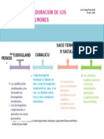 Maduración Pulmonar