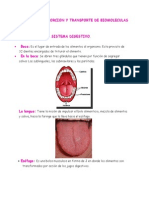 Digestion Absorcion y Transporte de Biomoleculas..