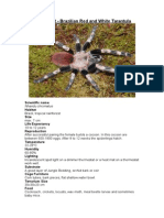 Care Sheet - Brazilian Red and White Tarantula