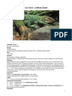 Care Sheet - Caiman Lizard