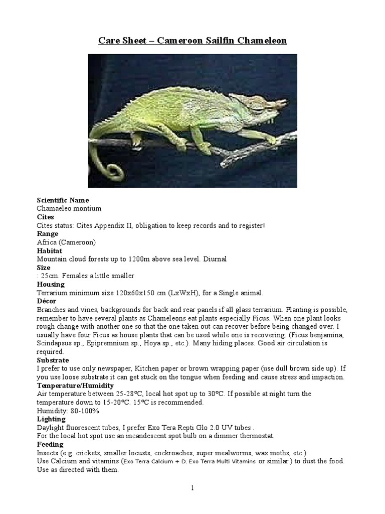 Care Sheet - Cameroon Sailfin Chameleon | PDF