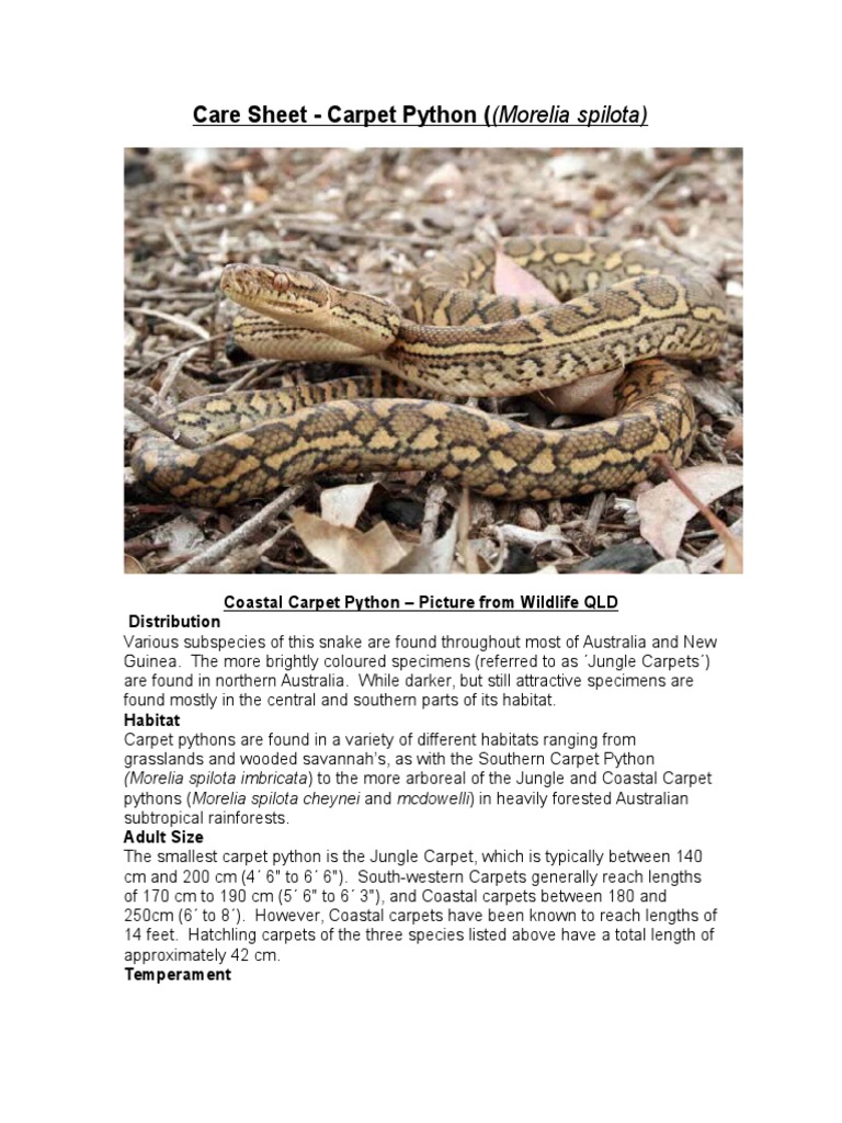 Care Sheet Carpet Python PDF Vertebrates Conservation