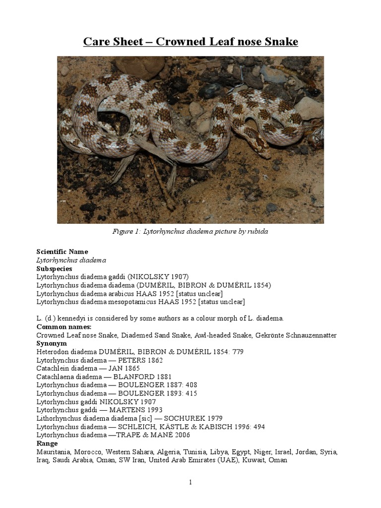 Care Sheet - Crowned Leaf-Nosed Snake | PDF | Vivarium | Thermostat