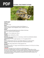 Care Sheet - Dog-Toothed Cat Snake