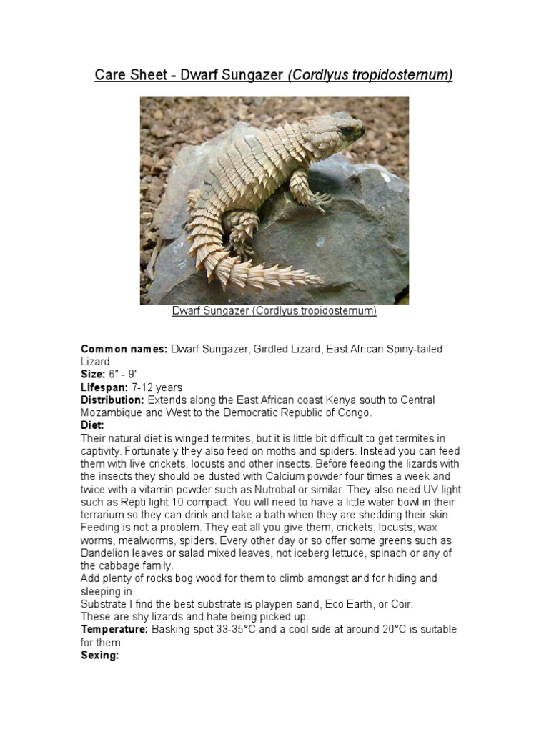 Care Sheet - Dwarf Sungazer
