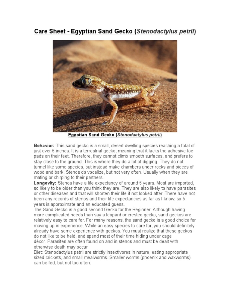 Care Sheet Egyptian Sand Gecko