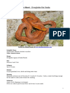 Dumeril's Boa Care Sheet - Reptiles Magazine