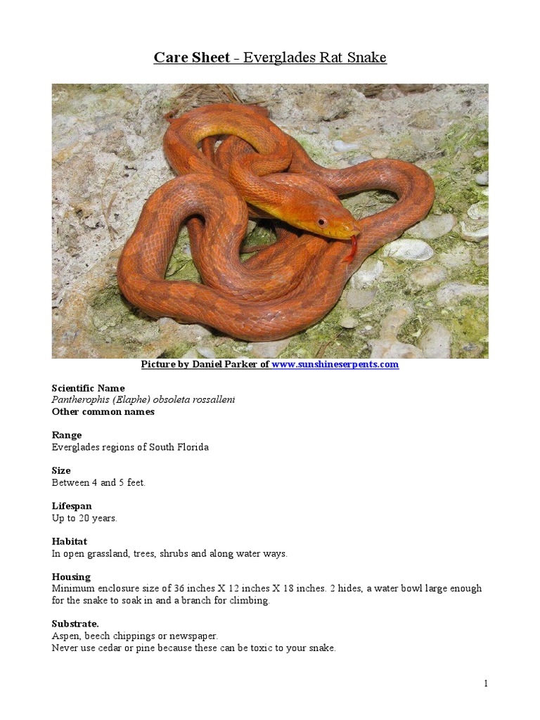 Care Sheet - Everglades Rat Snake | PDF | Mouse | Organisms