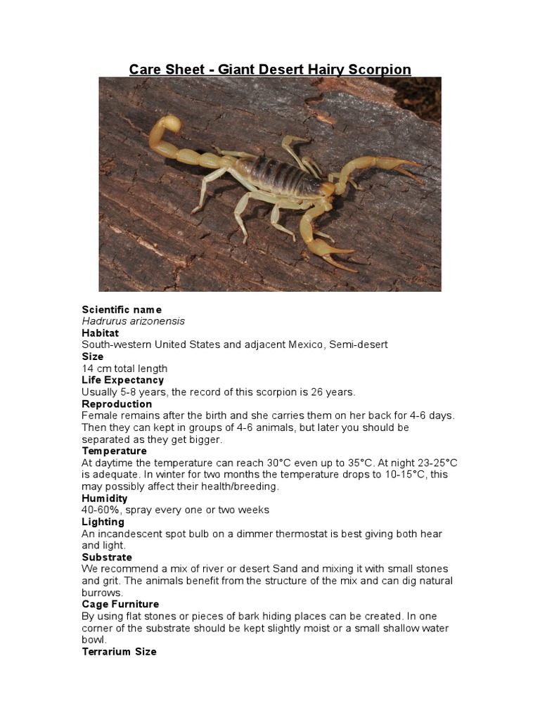 Giant Desert Hairy Scorpion Care Guide | PDF | Desert | Vivarium