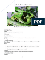 Care Sheet - Green Bush Rat Snake