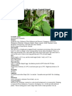 Care Sheet - Green Crested Lizard