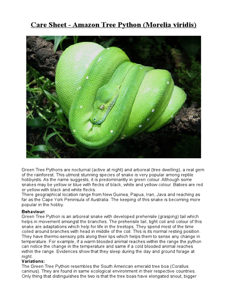 Care Sheet - Green Tree Python | PDF | Egg | Vivarium