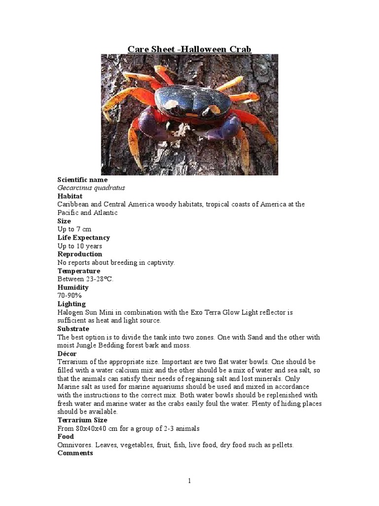 Care Sheet Halloween Crabs