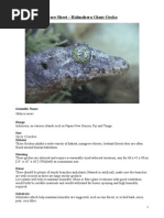 Download Care Sheet - Halmahera Giant Gecko  Gehyra marginata by John Gamesby SN253856086 doc pdf
