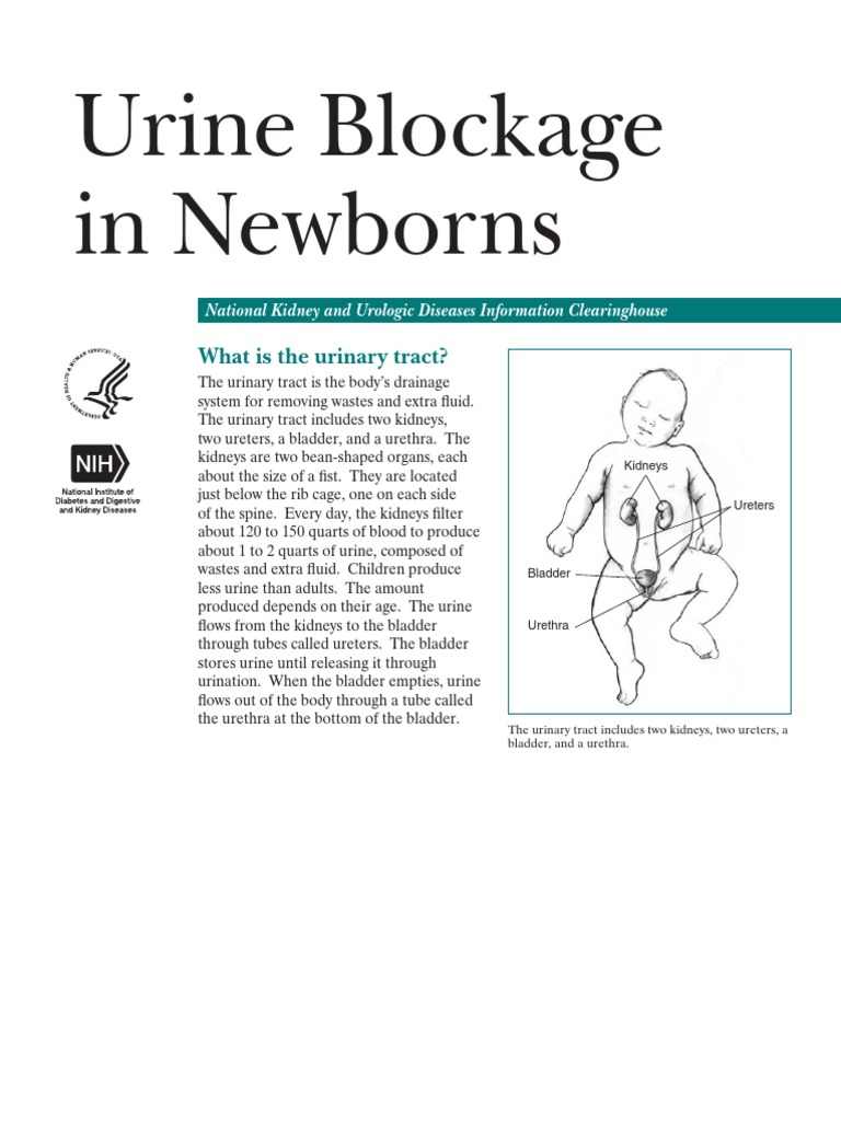 Urine Blockage in Children Urinary System Urinary Tract Infection