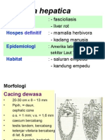 Fasciola Hepatica