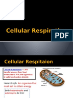 Cellular Respiration Esol