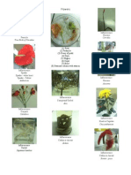 Botlab - Flowers, Fruits, Fruits & Seed Dispersal (1)