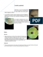 Práctica4Ceratitis Capitata