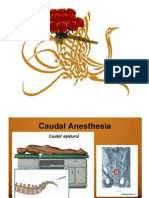 Caudal Anesthesia - PPT No 2