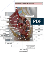 Genitales Femeninos
