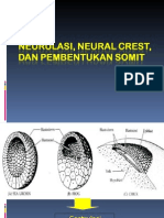 Neurulasi