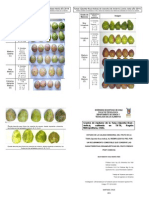 Grados madurez tunas Opuntia ficus-indica Til-Til RM Chile