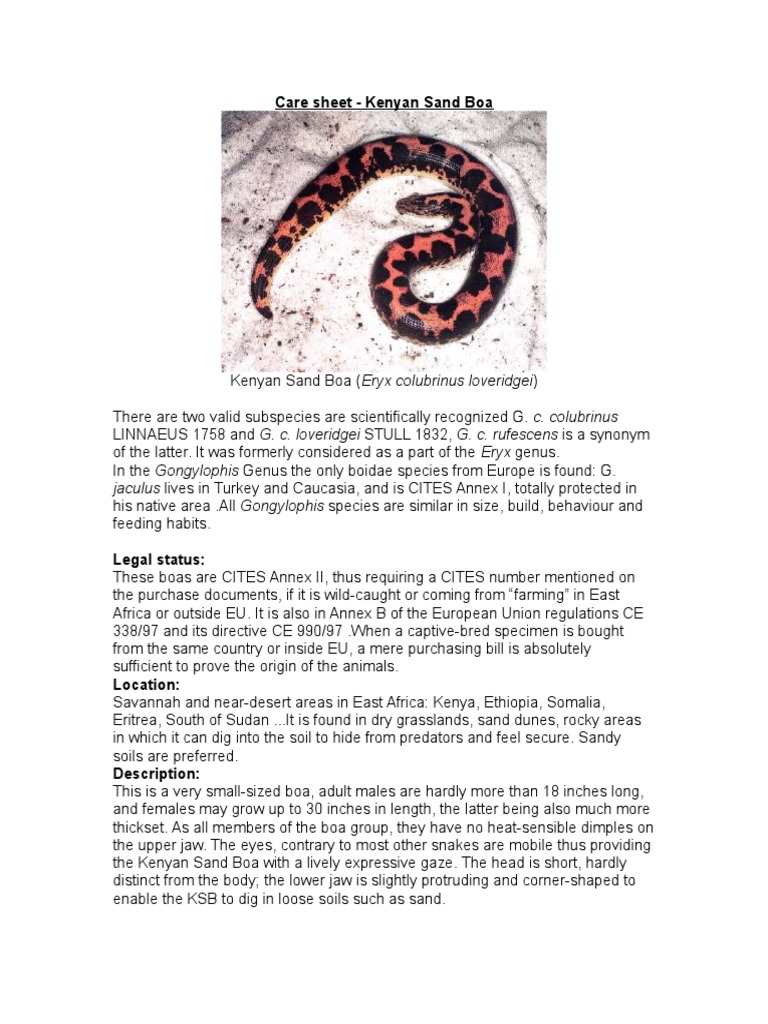 Care Sheet Kenyan sand boa (Eryx colubrinus) Vivarium Nature