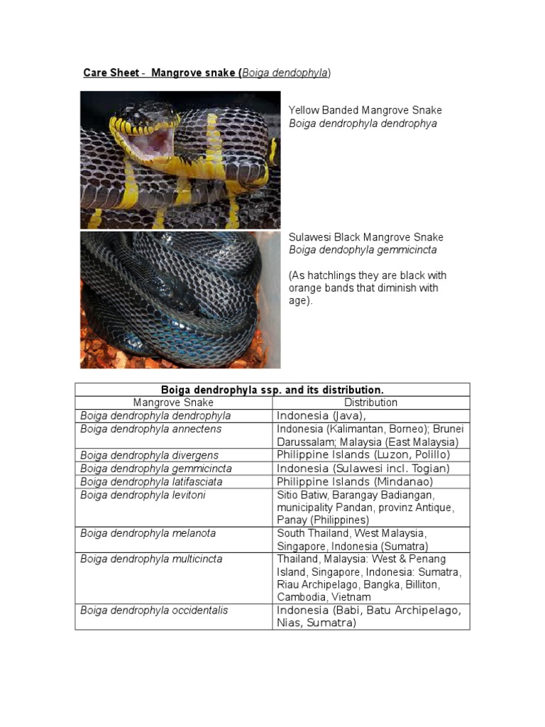 Care Sheet - Mangrove Snake | Vivarium | Venom