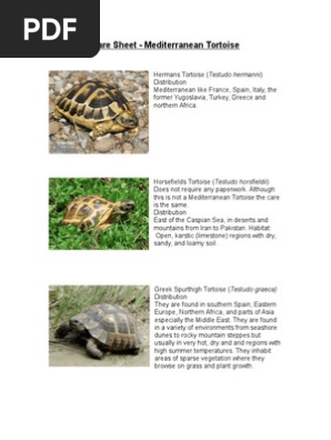 Care Sheet Mediterranean Tortoise Food And Drink Food Wine