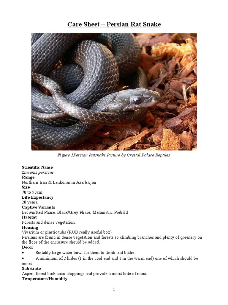 Care Sheet - Persian Rat Snake | PDF