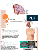 Bazo: función, anatomía y patologías