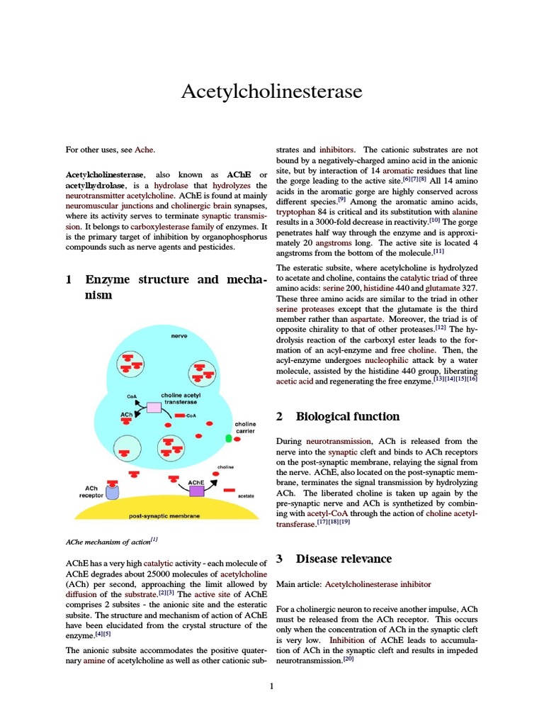 Acetylcholinesterase PDF Neuroscience Biology