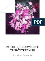 Patologjite Kryesore Te Shtatezanise