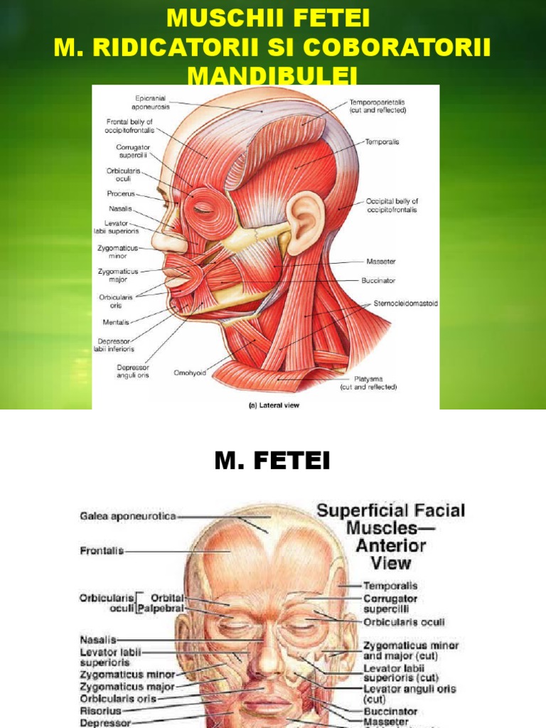 M. Masticatori M. Fetei | PDF