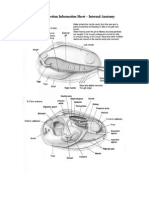 Clam Dissection Information Sheet - Internal Anatomy