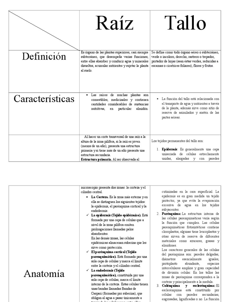 Cuadro Raiz Y Tallo Tallo De La Planta Raiz
