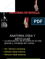 Anatomía de Rodilla 