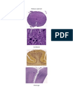 Lame Histologie Medicina Anul II