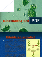 Hibridarea Somatica
