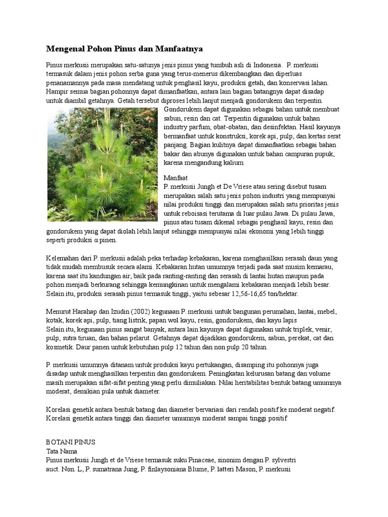 40 Trend Terbaru Gambar Sketsa Pinus  Merkusii Tea And Lead