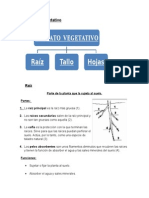 Aparato Vegetativo Plantas