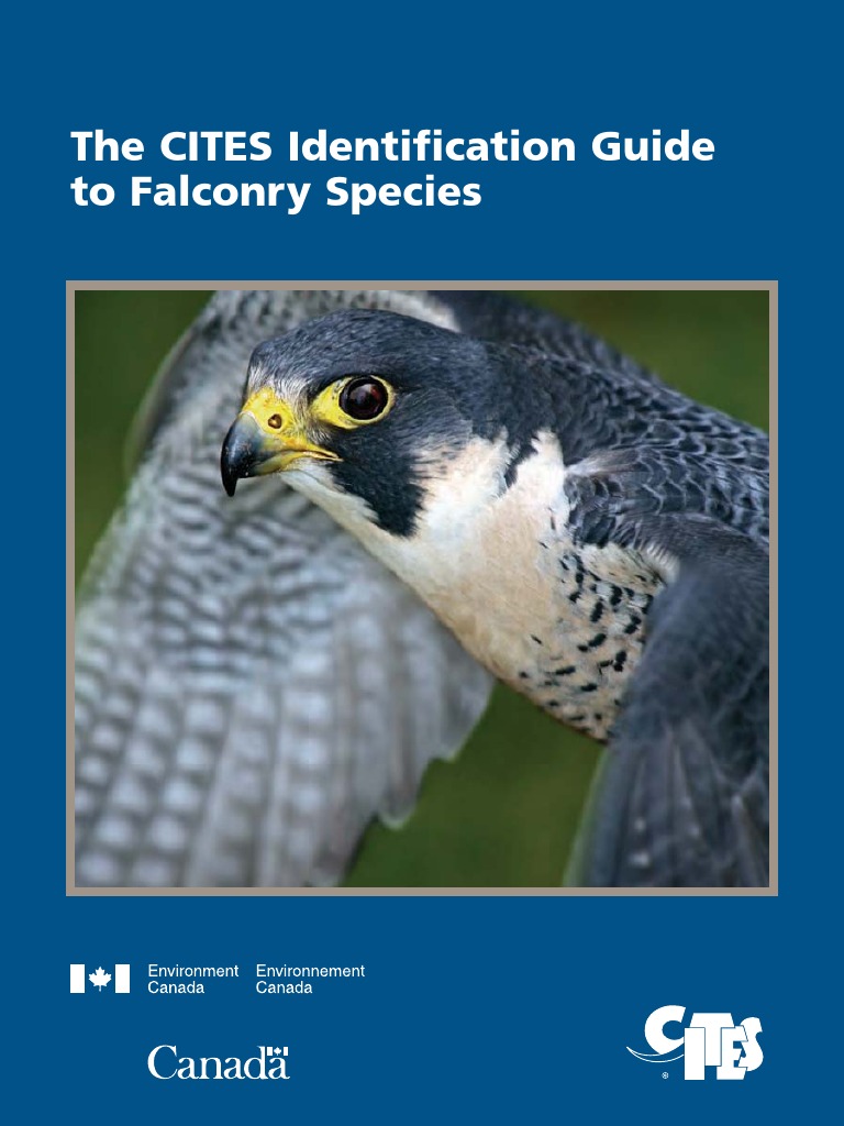 Falconry Guide Public Edition (SM) PDF Falconry Holarctic Birds