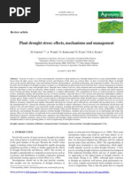 Drought Stress Effects Mechanism