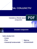 Histologie-Lp4 Conjunctiv 2
