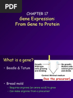 17-Gene - To.protein