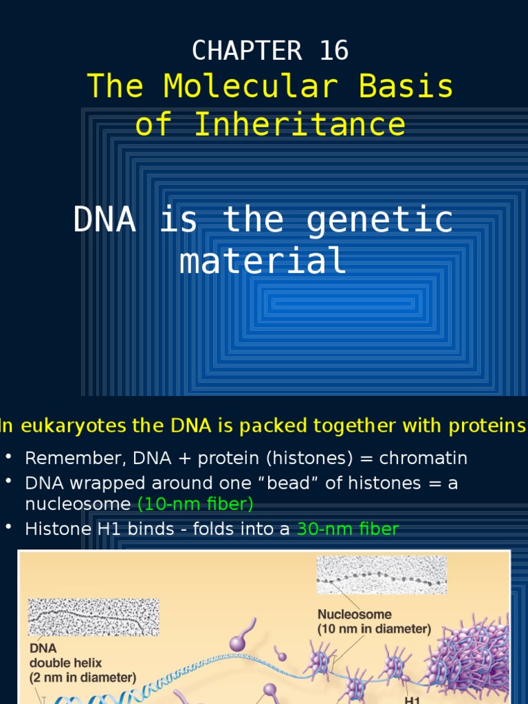 16 Molecular Basis of Inheritance | PDF | Dna Replication | Dna